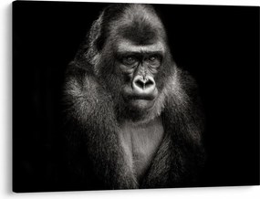 Kép - Gorilla (70x50 cm)