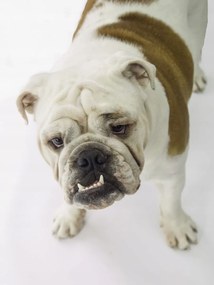 Poszter 60x80cm Brit bulldog, fehér alapon, Assaf Frank