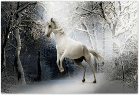 Poszterek 155x105 Fehér paripa