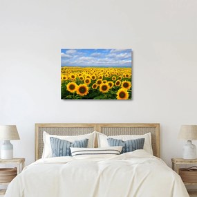 A napraforgó mező képe (üvegen) (70x50 cm)