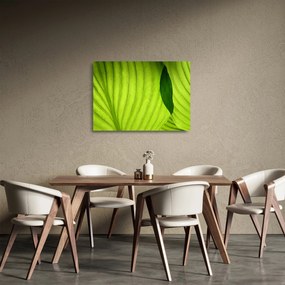 Üveg kép - Zöld levél részlete (70x50 cm)