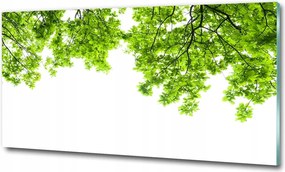 Fotó kép fotó edzett üveg Fű 100x70