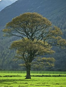 Poszter 30x40cm Fa a mezőn, Assaf Frank