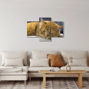 Macska képe (90x60 cm)