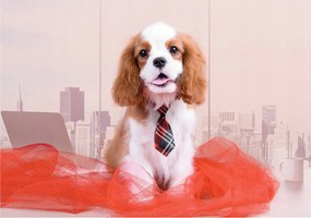 Fotótapéta King Charles spániel nyakkendő város 254x184 +ragasztó