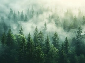 Vászonkép Canvas Tájkép Hegyek Fák Erdő Köd Nap 100x75