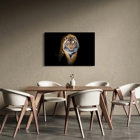 Kép - Tigris (90x60 cm)