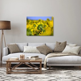 Napraforgó képe (üvegen) (70x50 cm)