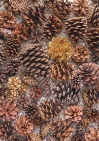 Poszter 21x29,7cm Fenyőtoboz, Assaf Frank