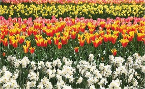 Flizelin fotótapéta Tulipánok és nárciszok Provence tavasz 312x219 +ragasztó