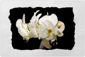 Poszterek 90x60 Fehér orchidea virågok