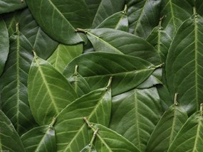 Poszter 40x30cm Zöld levelek, Assaf Frank