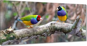 Vászonkép 180x90 Papagájok Madarak