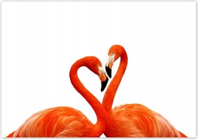 Poszterek 100x70 Szerelmes pelikánok