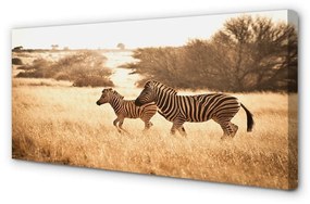 Canvas képek Zebra mező naplemente 100x50 cm