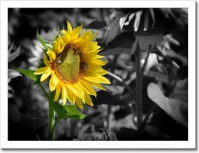 Poszterek keretben 40x30 Napraforgó