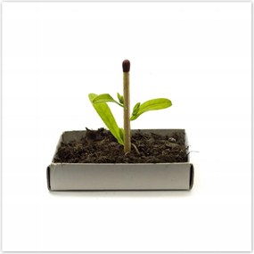 Poszterek 100x100 Zöld erő