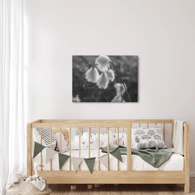 Kép - Cottongrass (70x50 cm)