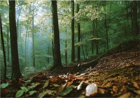 Fotótapéta Erdő 3D Természet Fák Tájkép Falra Hálószoba Nappali 150x105