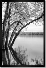 Poszterek keretben 40x60 Fák Erdő Tó