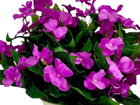 Mű Viola Virágok Balkonra, Teraszra, Muskátlihoz, 38 cm-es