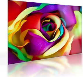 Üveg kép - Színes rózsa (70x50 cm)