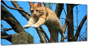 Vászonkép 180x90 Cica