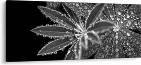 Kép - Levelek cseppekkel (120x50 cm)