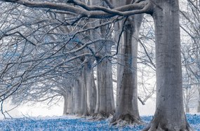 Poszter 91,5x60cm Fák egy sorban Kék levelek, Assaf Frank