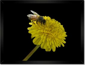 Poszterek keretben 40x30 Méh a pitypangon