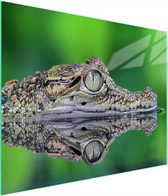 Üveg Vágódeszka 52x30 Krokodil Edzett Üveg