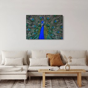 Kép - Páva (90x60 cm)