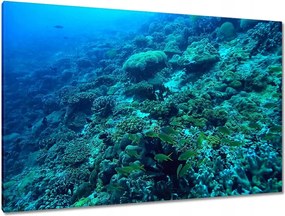 Képek 120x80 Víz alatti haltúra