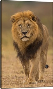Vászonkép Oroszlán Természet Szavanna Vadság 60x100 cm Ideális ajándék