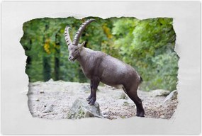 Poszterek 120x80 Alpesi bak Szarvak