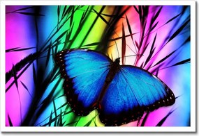 Poszter keretben 60x40 Kék pillangó