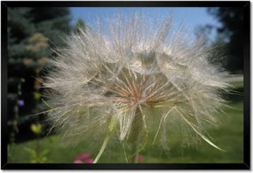 Poszterek keretben 60x40 Pitypang Virág Virágok