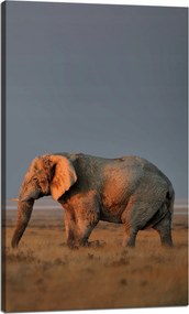 Vászonkép Elefánt szavanna Afrika Ég Fű 60x100 cm