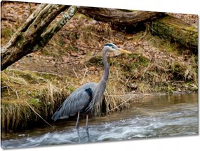 Vászonkép 120x80 Kalapos madár Tájkép Kilátás