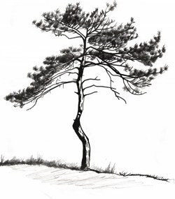 Poszter 30x45cm Magányos fenyő