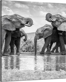 Vászonkép Elefántok a vízen Szürke Természet 80x100 cm
