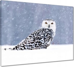 Vászonkép 50x40 Madarak