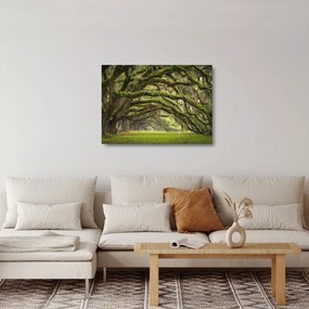 Kép - Oaks Avenue, Charleston, Dél-Karolina, Egyesült Államok (üvegen) (70x50 cm)