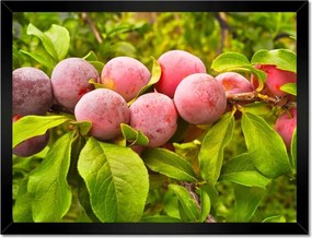 Poszterek keretben 40x30 Finom szilva