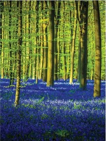 Flizelin fotótapéta Tavaszi erdő Kék virágok és zöld 206x275 +ragasztó