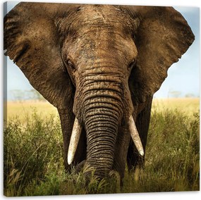 Vászonkép Elefánt a magas fűben Afrika 50X50 cm