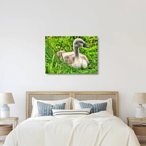 Kép - kis hattyú a fűben (üvegen) (70x50 cm)