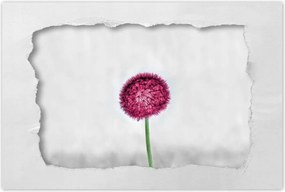 Poszter 60x40 RĂłzsaszĂn pitypang virĂĄg