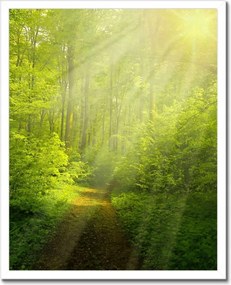 Poszterek keretben 40x50 Varázslatos erdő Sugárzás