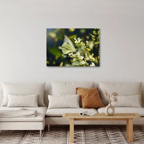 Pillangó képe (70x50 cm)